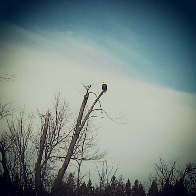 Bald Eagle in Ottawa